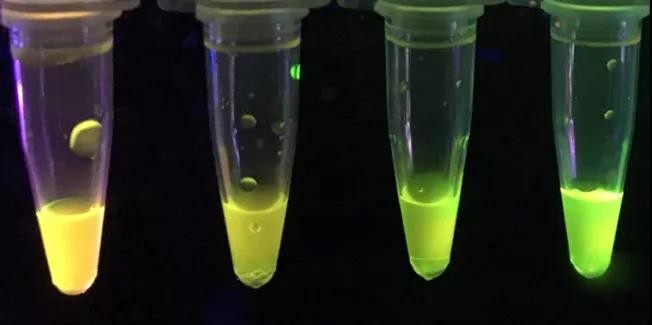 外國化學(xué)家開發(fā)新型紙質(zhì)傳感器，可檢測(cè)強(qiáng)效神經(jīng)毒素